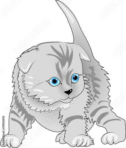 Katze, jung