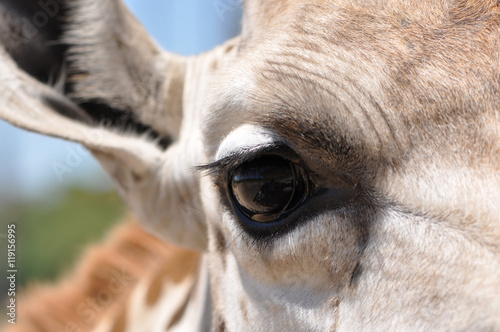Closeup of Giraffe Eye