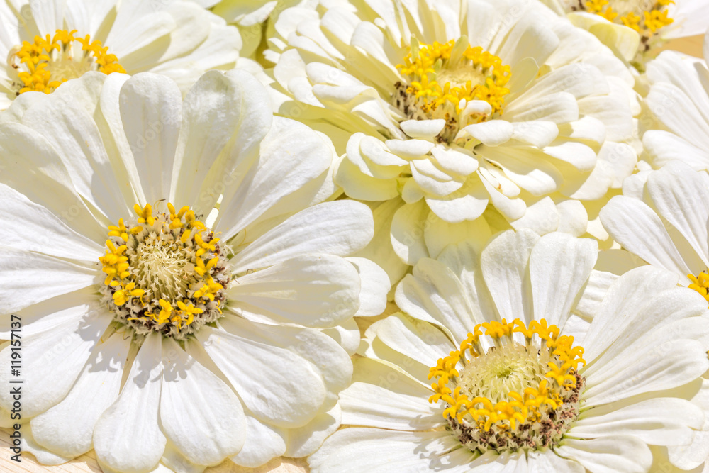 Fototapeta premium Background from inflorescences of white zinnias, macro