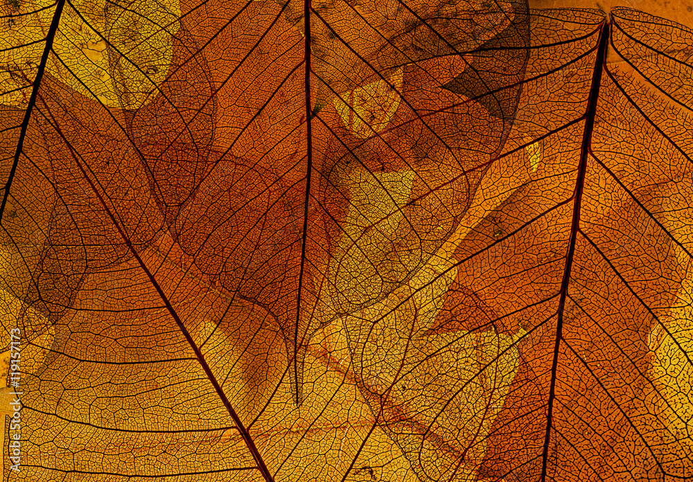 Obraz premium autumn leaves 