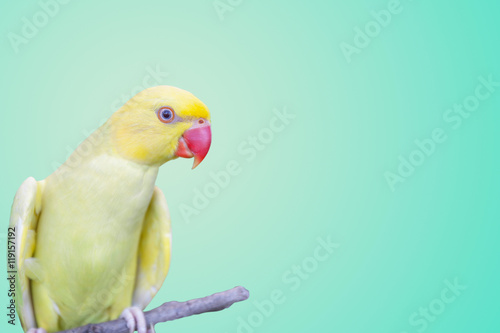 Parrot on pastel background.