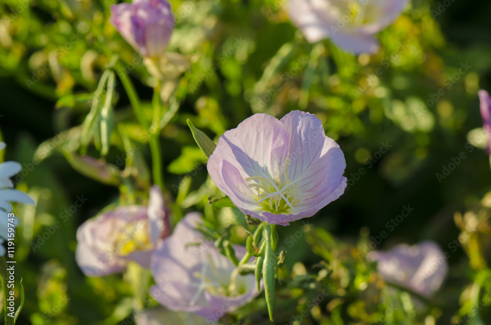 Fototapeta premium Evening Primrose Wildflowers
