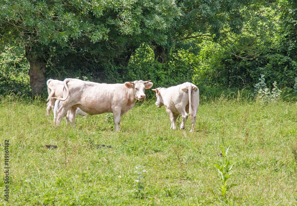 Vache charolaise en pature 