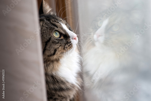 Fototapeta Naklejka Na Ścianę i Meble -  reflection of the cat in the window. cat looks out the window. Beautiful cat sitting on a windowsill and looking to the window