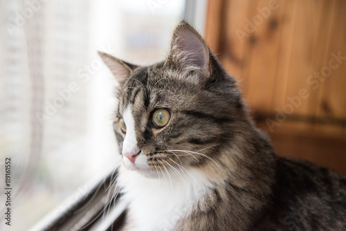 cat looks out the window. Beautiful cat sitting on a windowsill and looking to the window © ronedya