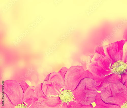 Fototapeta Naklejka Na Ścianę i Meble -   Delicate wild rose garden flowers