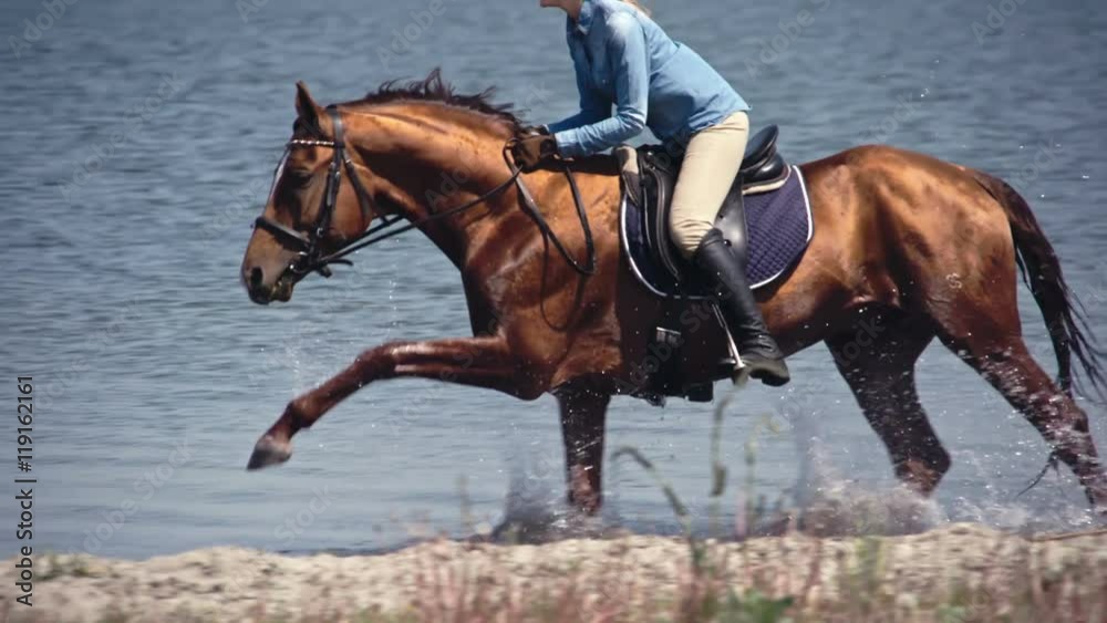 Tracking of Russian Don brown horse with shining hair galloping on lake with woman rider in slow motion Tracking of Russian Don brown horse with shining hair galloping on lake with woman rider in slow motion