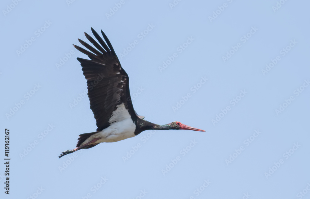 Naklejka premium Black Stork