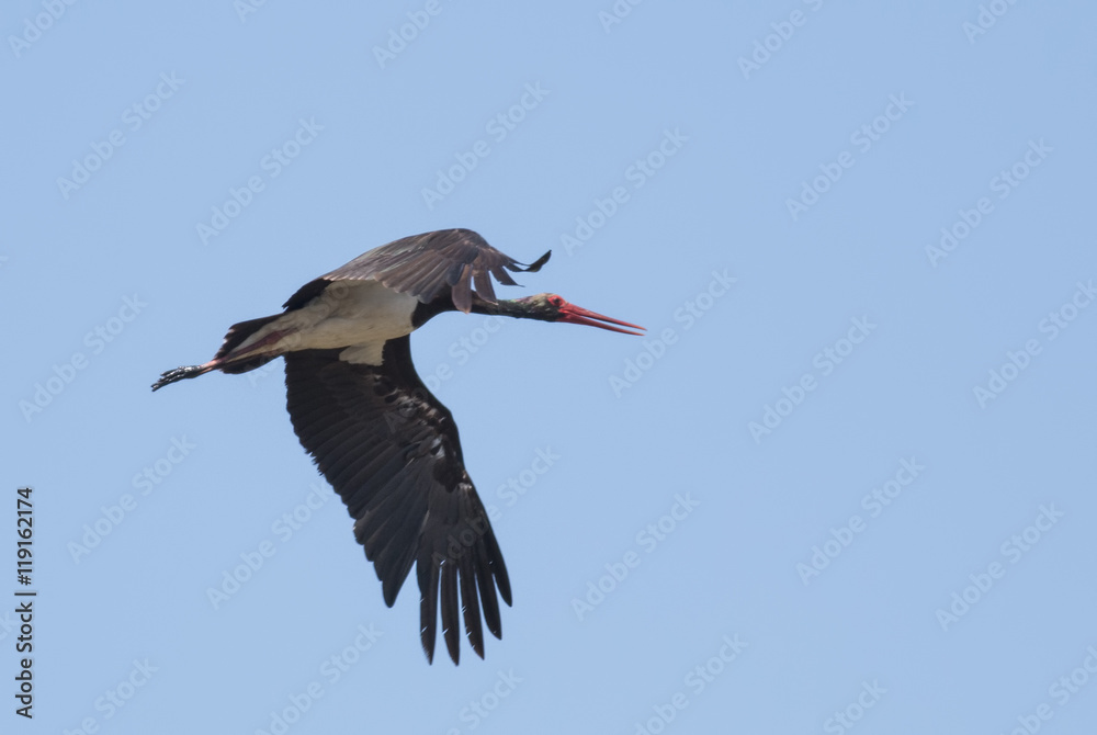 Fototapeta premium Black Stork