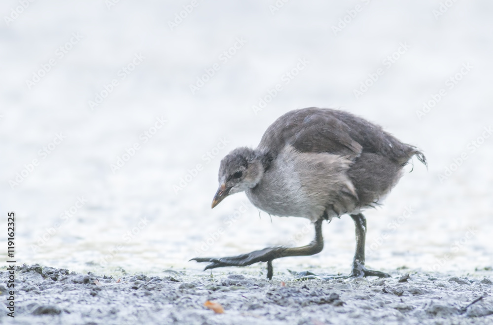 Young Common Moorhen Young Common Moorhen