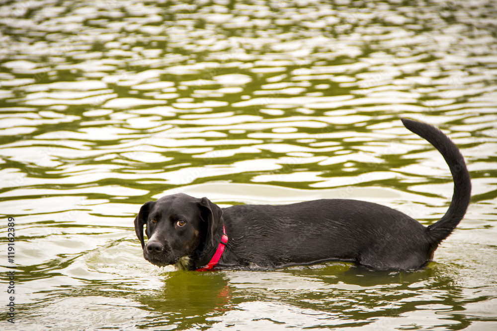 Sweet black mutt wading in water with tail sticking up Sweet black mutt wading in water with tail sticking up