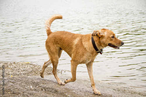 Handsome beige Lab mix dog patrolling a pebble strewn shoreline looking out at water
