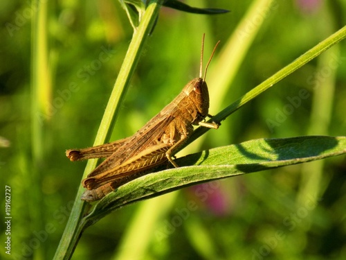 Grasshopper on plant leaf on meadow in wild nature during spring