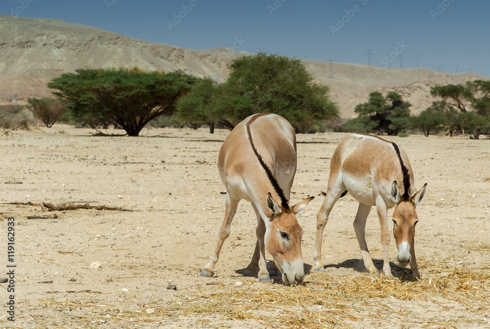The onager (Equus hemionus) is a brown Asian wild donkey inhabiting nature reserve park near Eilat The onager (Equus hemionus) is a brown Asian wild donkey inhabiting nature reserve park near Eilat