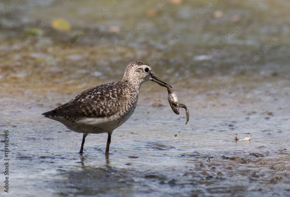 Obraz premium Wood Sandpiper