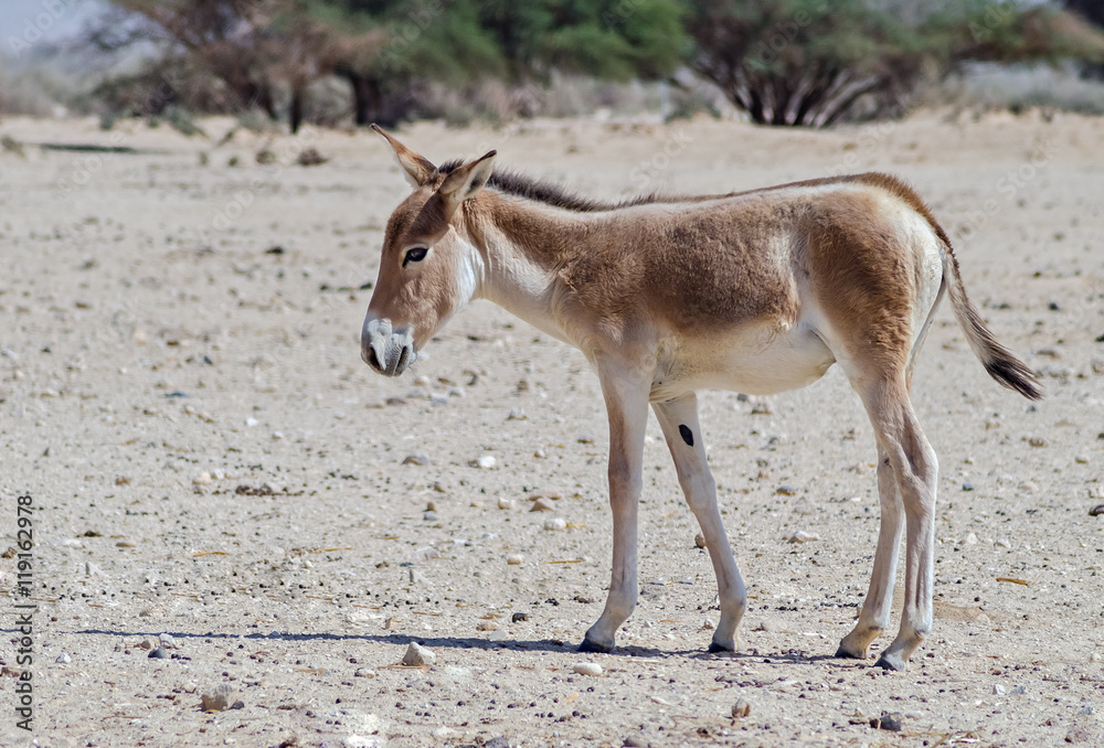 Young onager (Equus hemionus). The species is a brown Asian wild donkey inhabiting nature reserve park near Eilat Young onager (Equus hemionus). The species is a brown Asian wild donkey inhabiting nature reserve park near Eilat