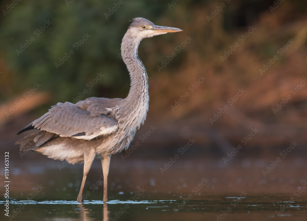 Grey Heron Grey Heron