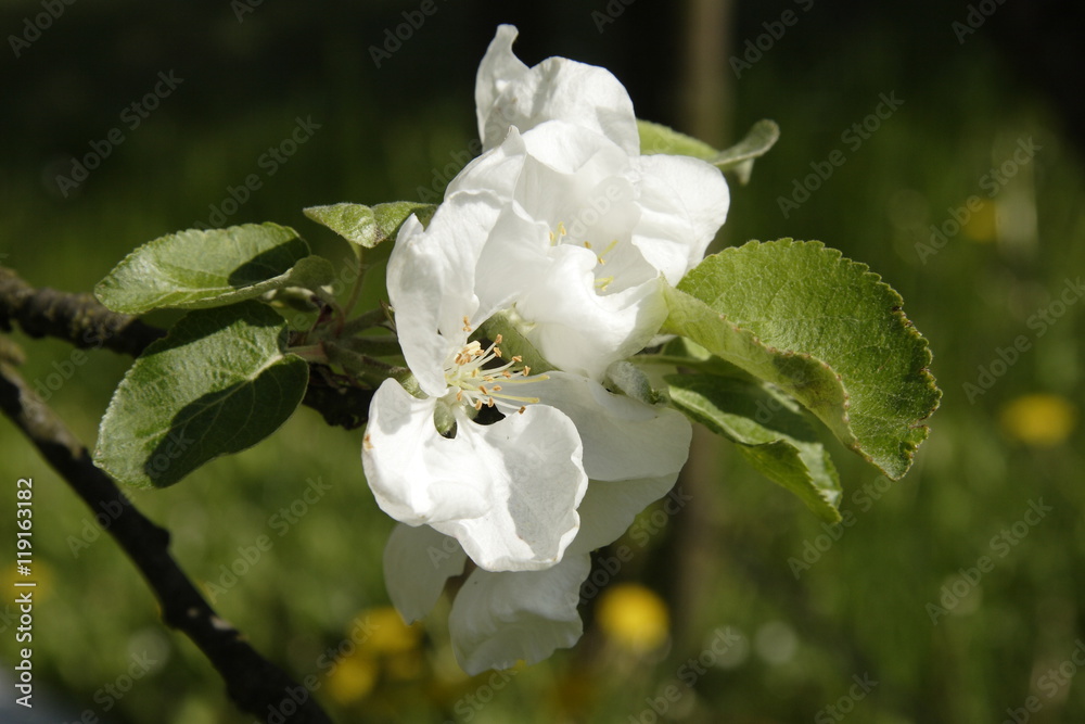 Kwiat jabłoni - obrazy, fototapety, plakaty 