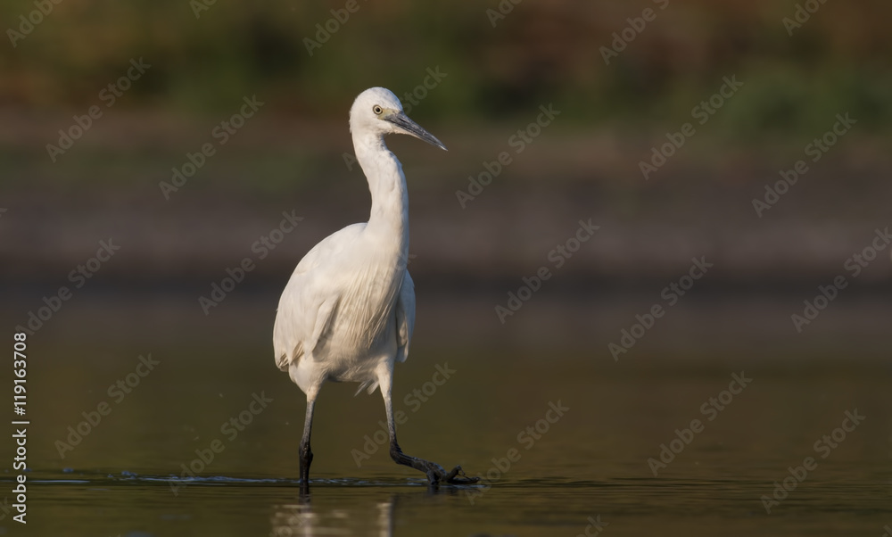 Little Egret Little Egret