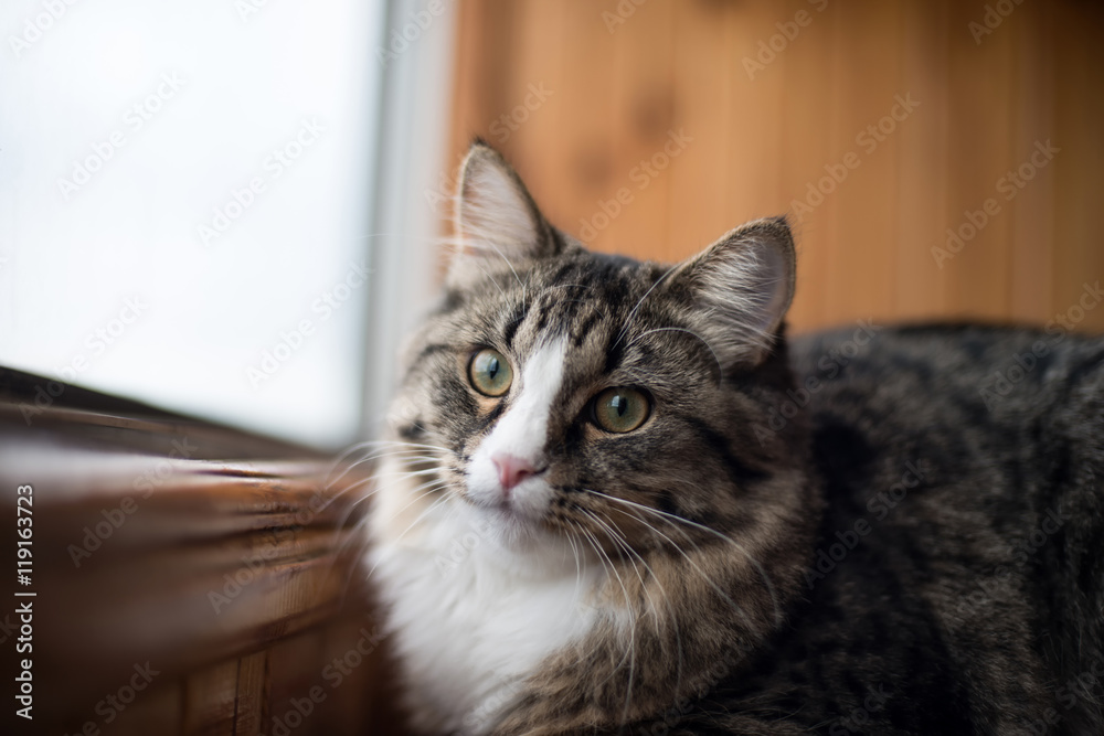 cat sits on the windowsill. Cat sitting on the home window in sunny day.  Cat relaxing on windowsill