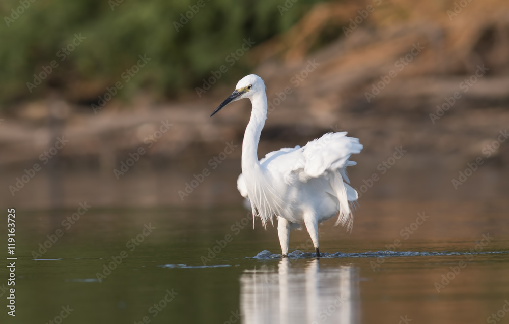 Obraz premium Little Egret