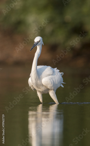 Little Egret