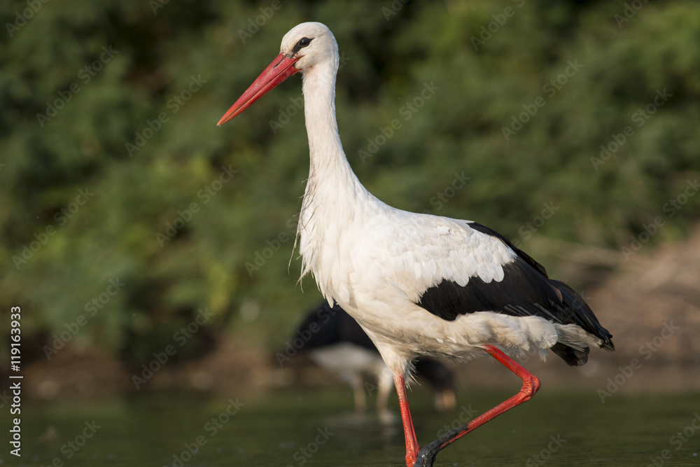 Fototapeta premium White Stork