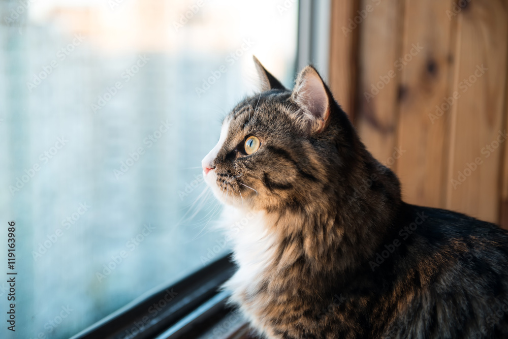 cat looks out the window. Beautiful cat sitting on a windowsill and looking to the window