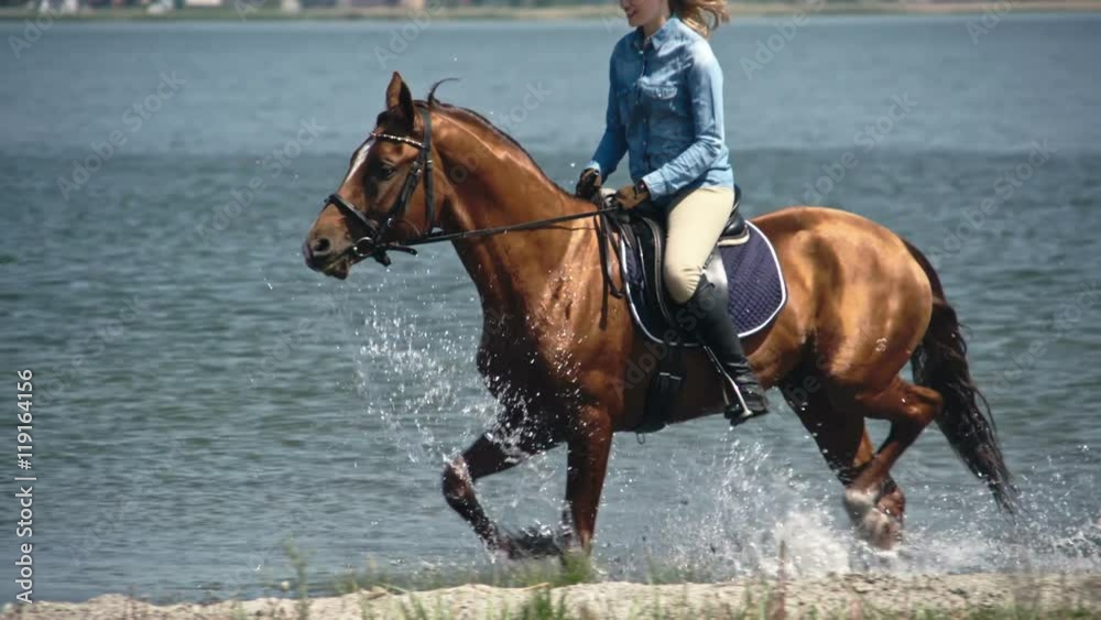 Tracking shot of elegant Russian Don horse trotting through water with female rider in slow motion Tracking shot of elegant Russian Don horse trotting through water with female rider in slow motion