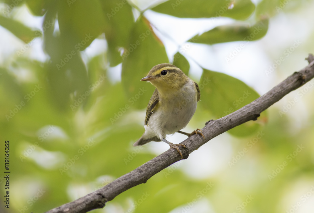 Willow Warbler Willow Warbler