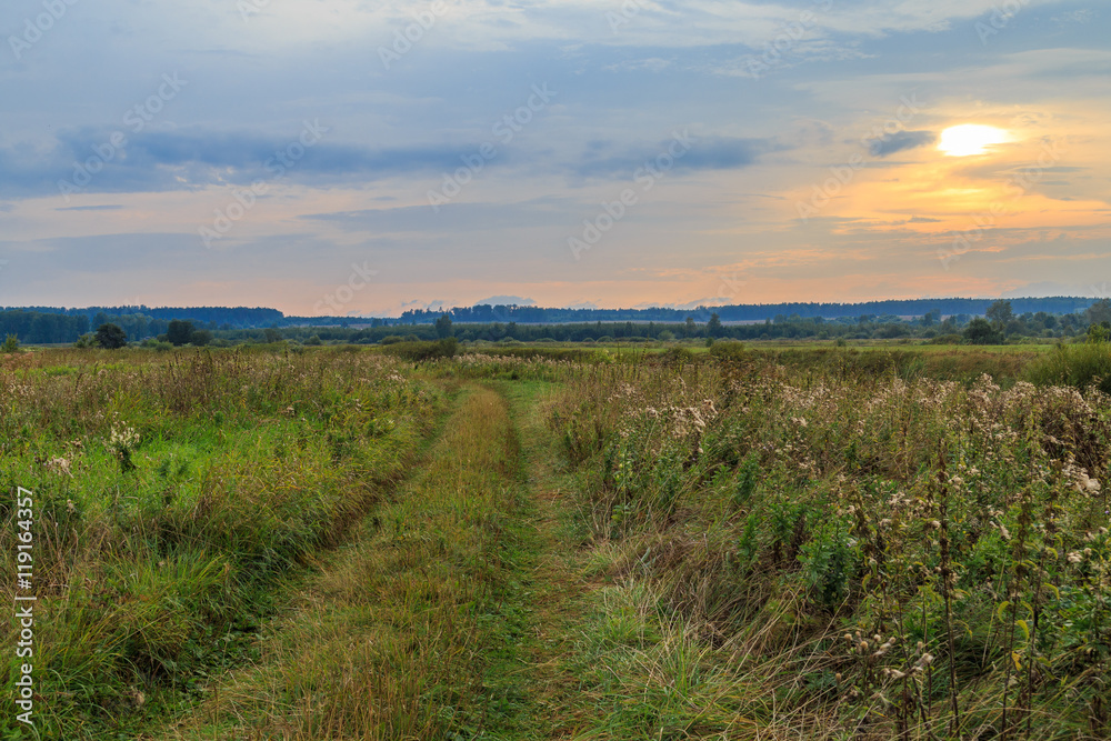 The road in the field on a summer sunset background