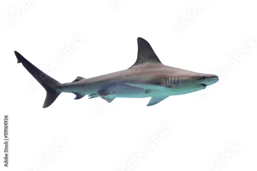 Obraz Rekin na białym tle