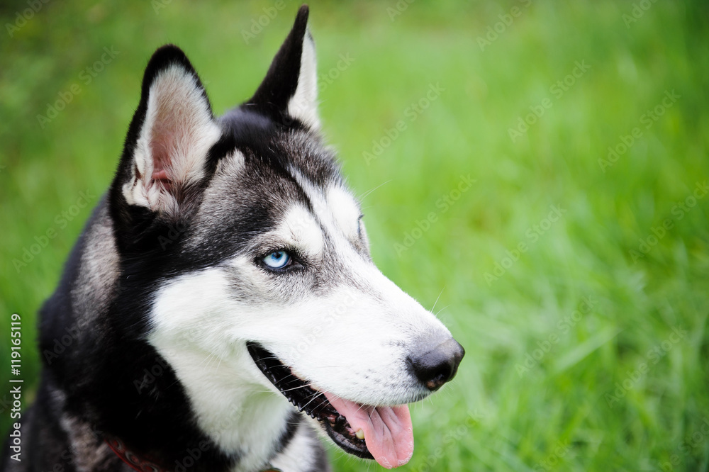 A girl and her dog husky walking in a park