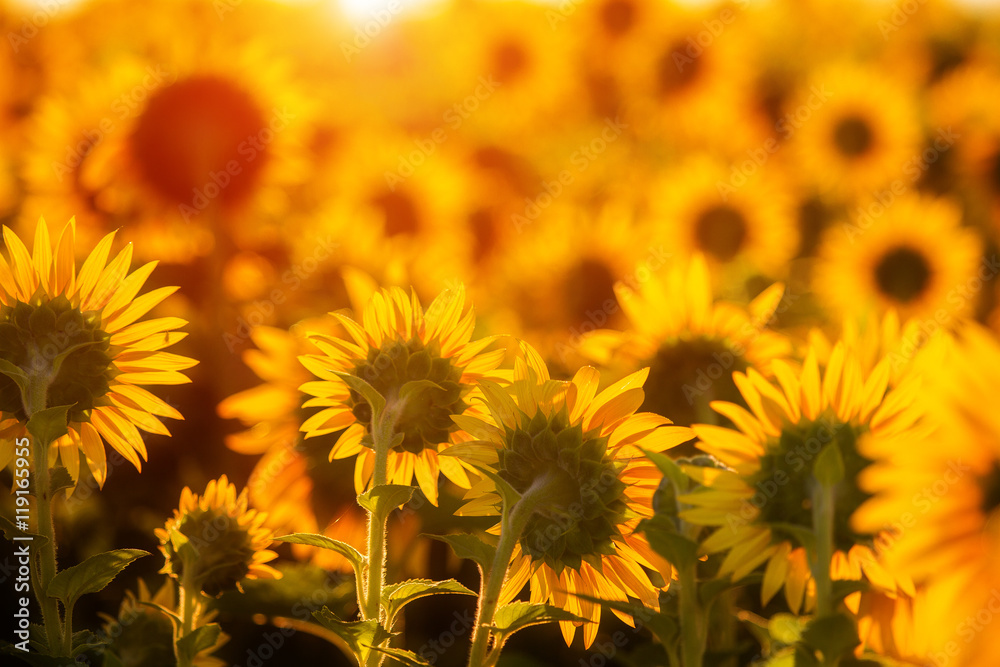 Fototapeta premium Sunflowers at sunset