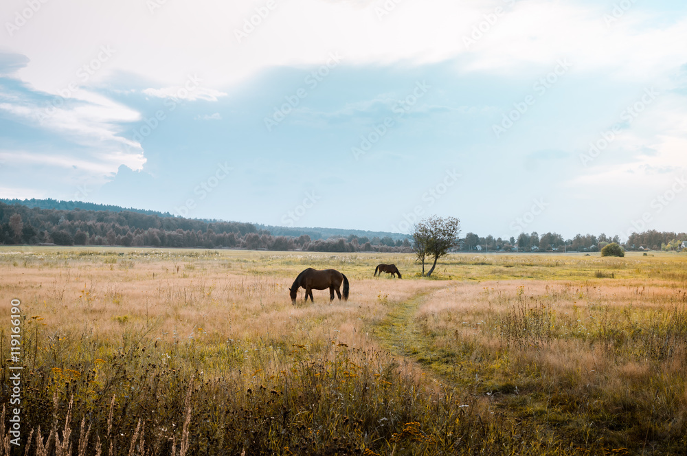 Horses on meadow