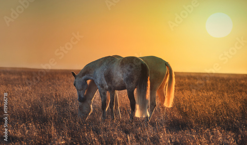 Fototapeta Naklejka Na Ścianę i Meble -  two light horses posture on the sunset background