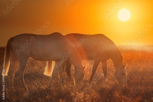 two light horses posture on the sunset background