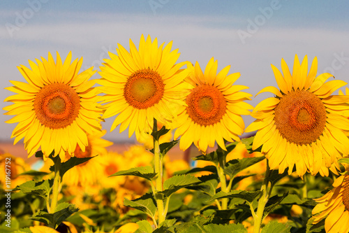 Sunflowers at sunset