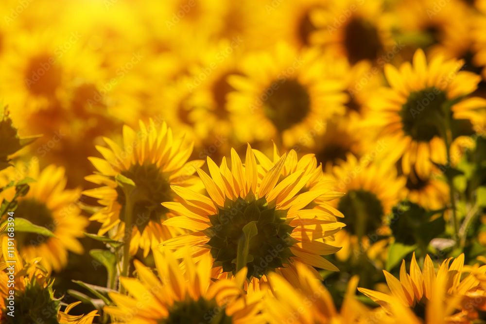 Beautiful sunflowers at sunset in the field. Beautiful sunflowers at sunset in the field.