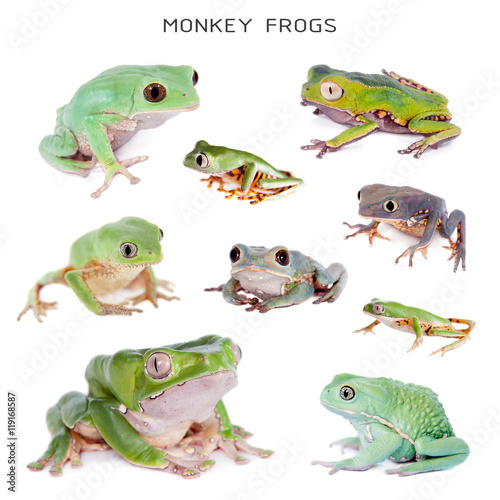 Monkey Leaf Frogs set on white