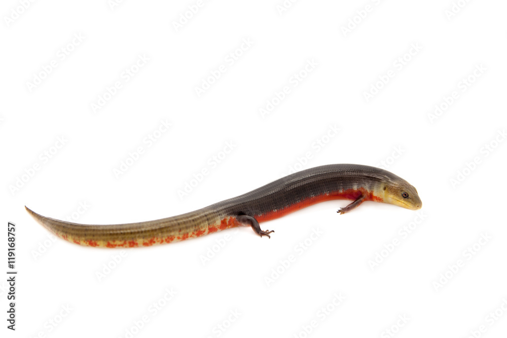The Brazilian galliwasp on white The Brazilian galliwasp on white