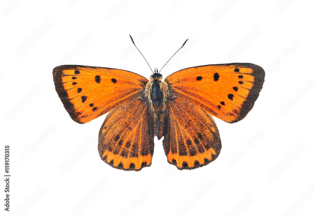 Fototapeta premium Large copper butterfly, isolated on white