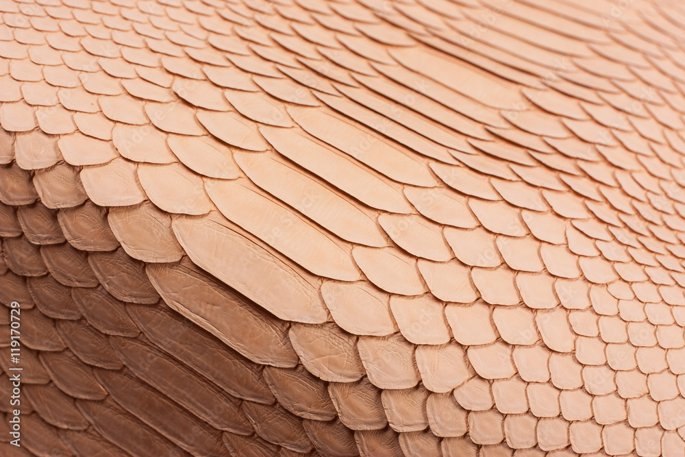 Python snakeskin leather background, snake skin, texture, animal, reptile
