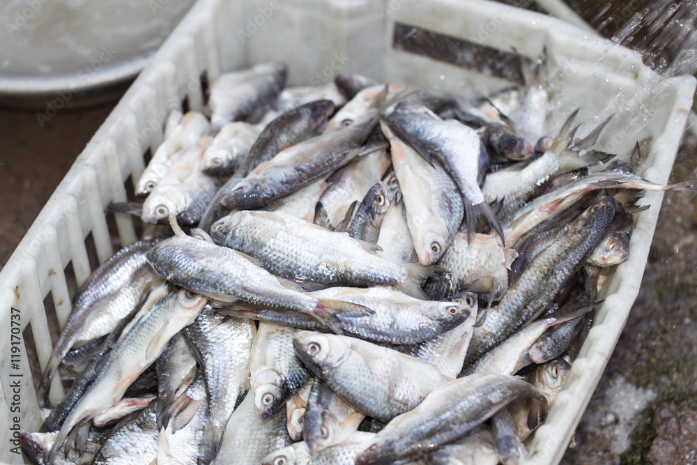 salted fish in brine as background salted fish in brine as background