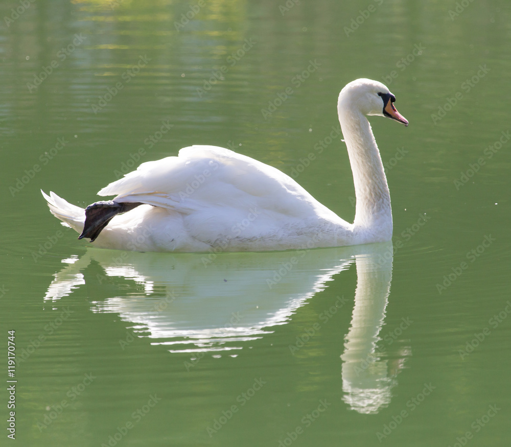 Fototapeta premium white swan on the lake