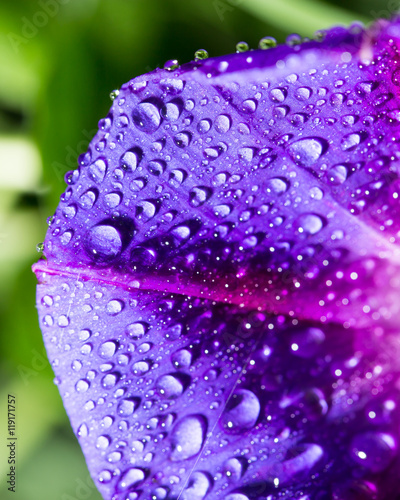 drops of water on a blue flower