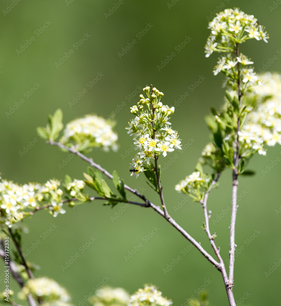 white flowers on a branch of a bush white flowers on a branch of a bush