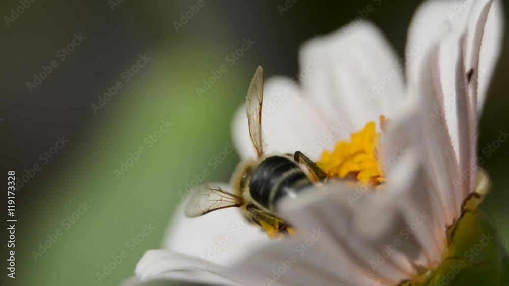 Bee flying over the flower with pollen
