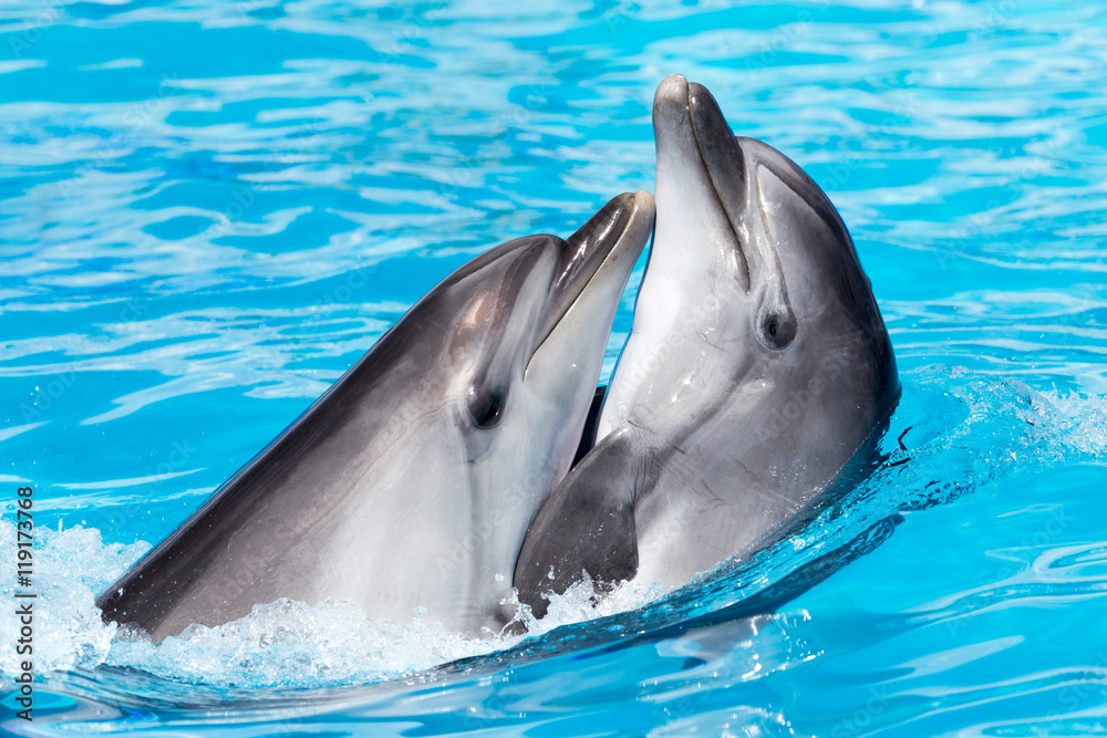 Obraz premium two dolphins dancing in the pool