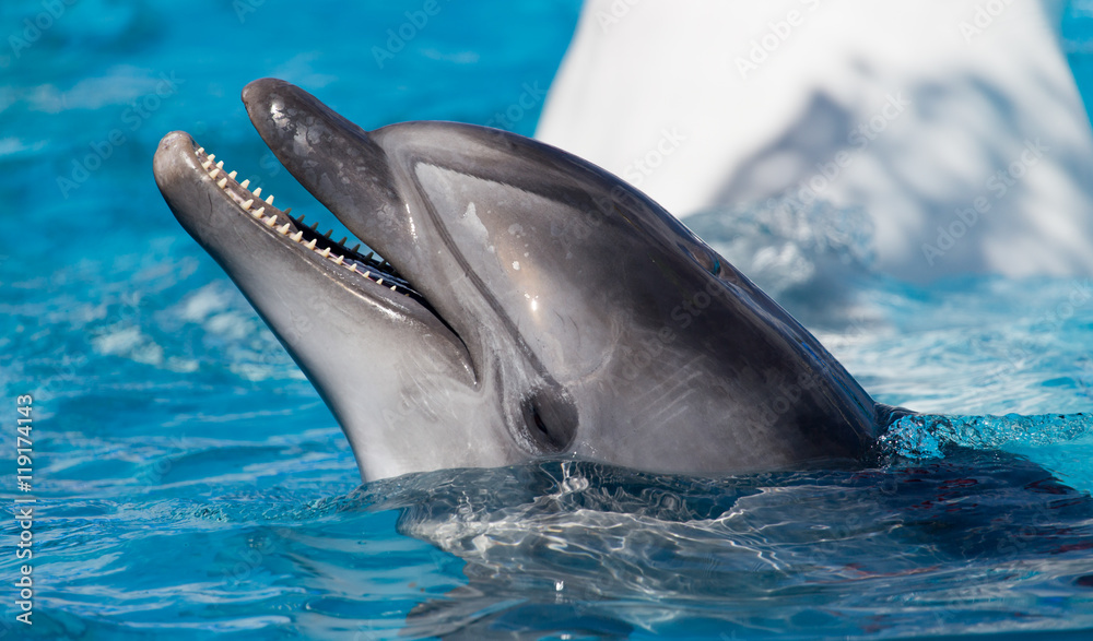 Fototapeta premium Dolphin in the pool